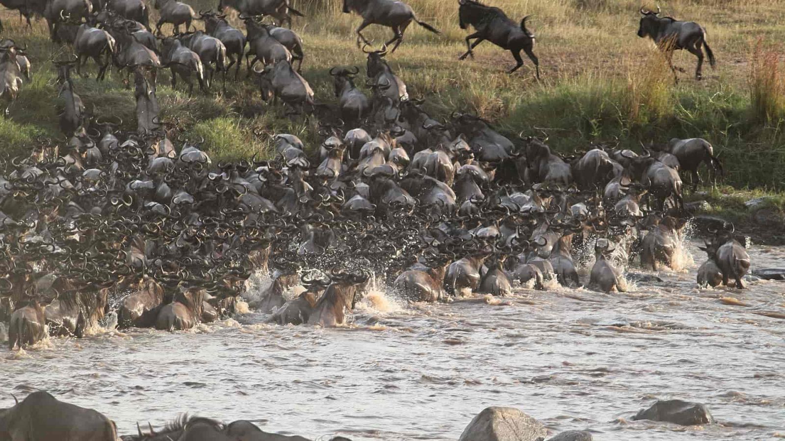 Safari Gran Migración del Serengeti