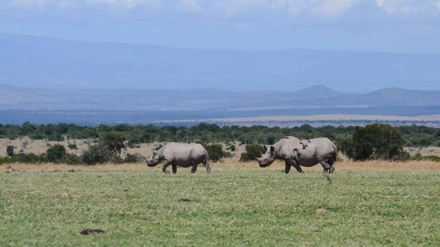 Safari de rinocerontes en Kenia