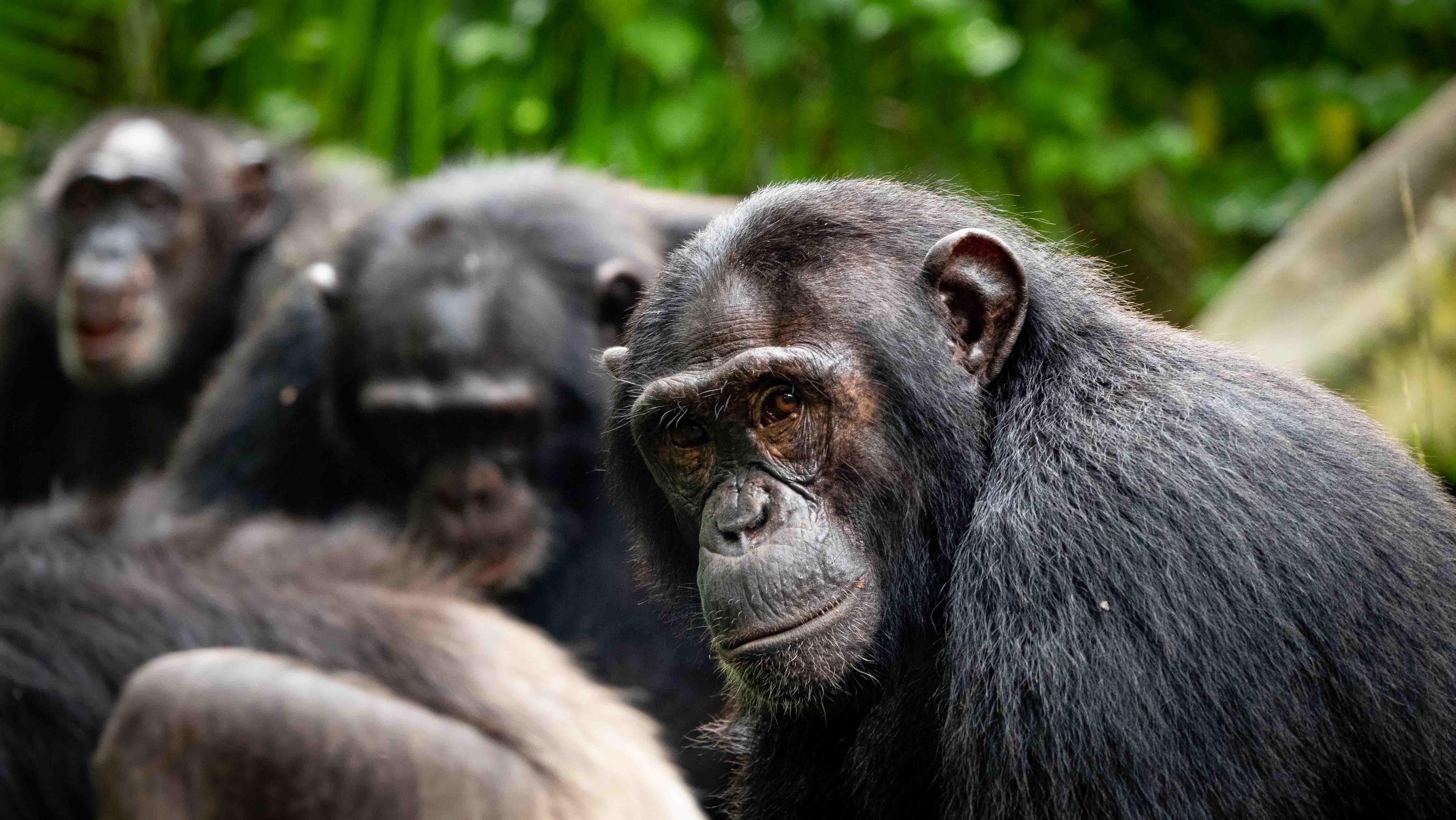  La intelingencia de los Chimpancés. Los chimpancés y recuerdan a sus amigos décadas después de estar separados.