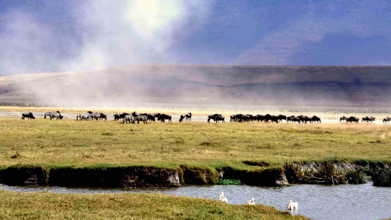 ñus en el Ngorongoro. Tour de 9 días en Tanzania