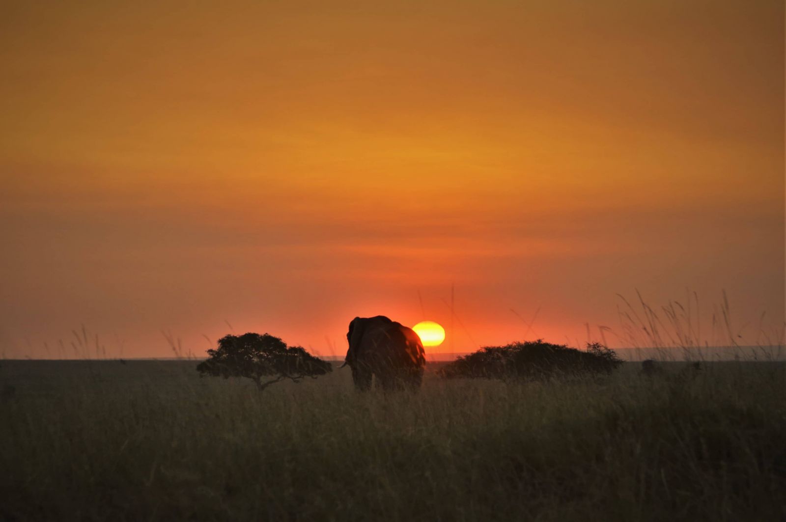 Elefante al atardecer Samaki Safaris
