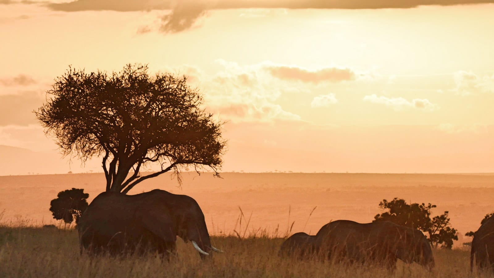 Atardecer en un safari por Masai Mara