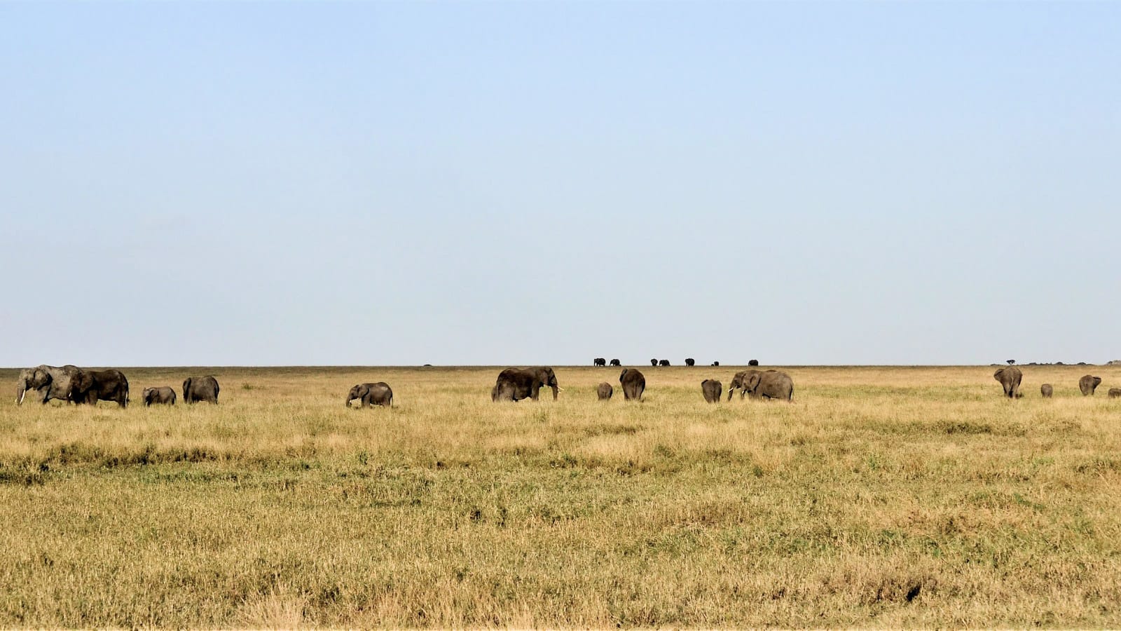 safari en grupo en Tanzania