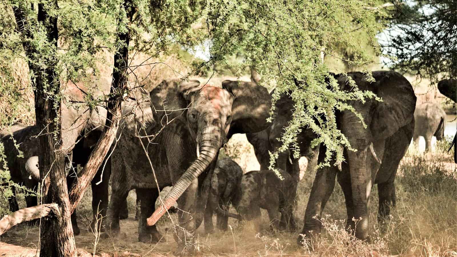 Elefantes en un safari por Tarangire