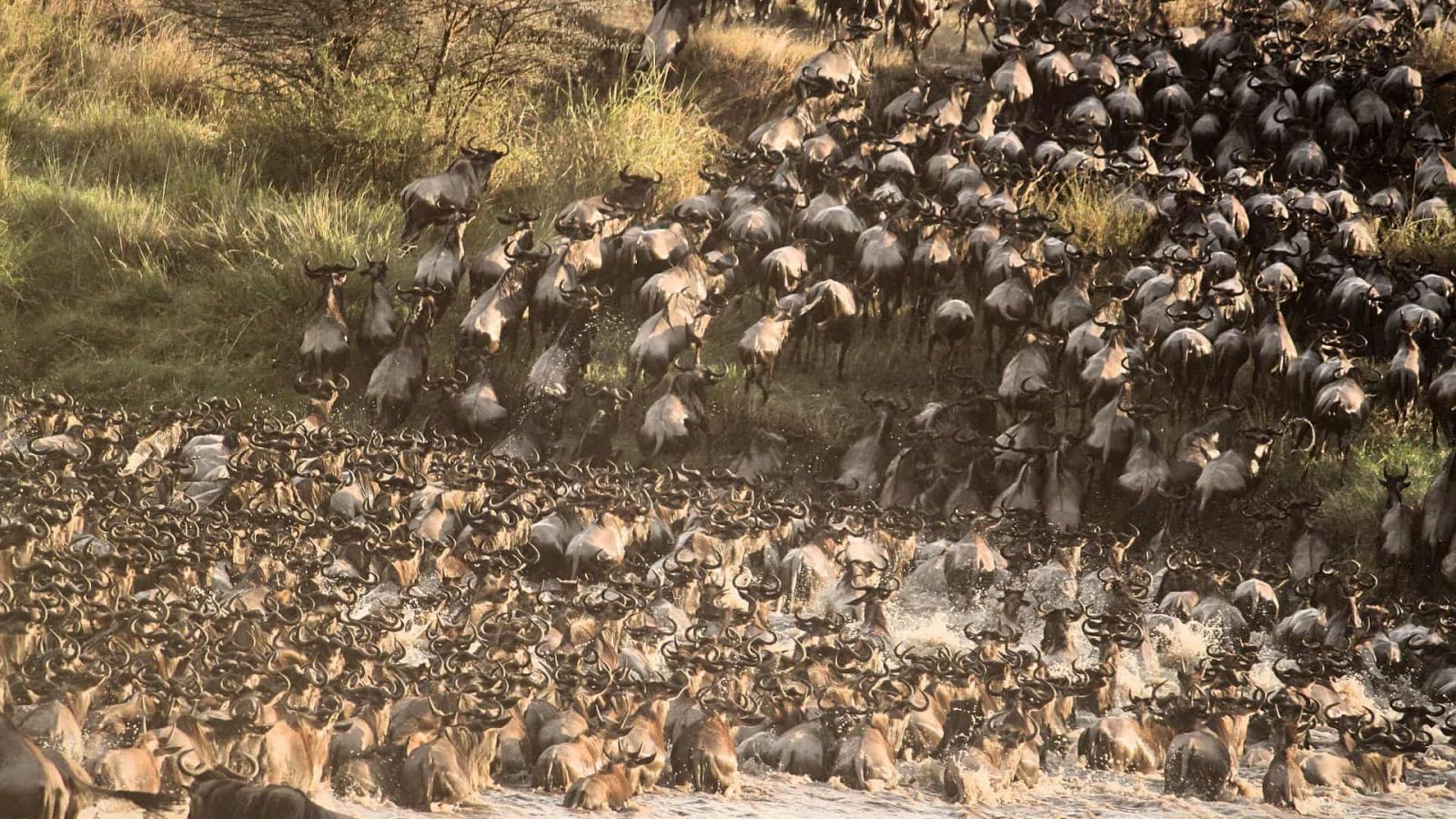 Safari gran migración grupo