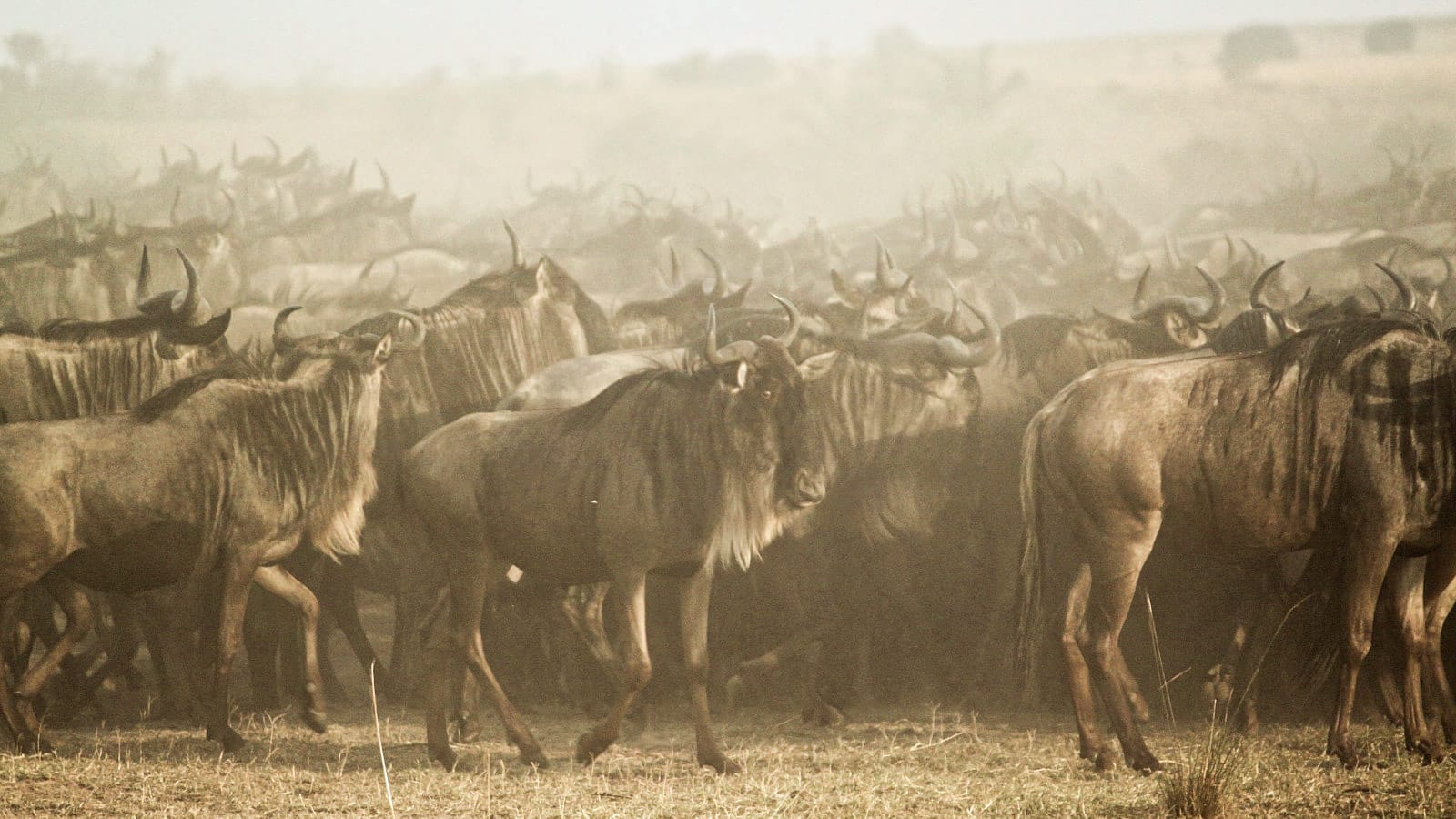 Safari Gran Migración Serengeti Norte