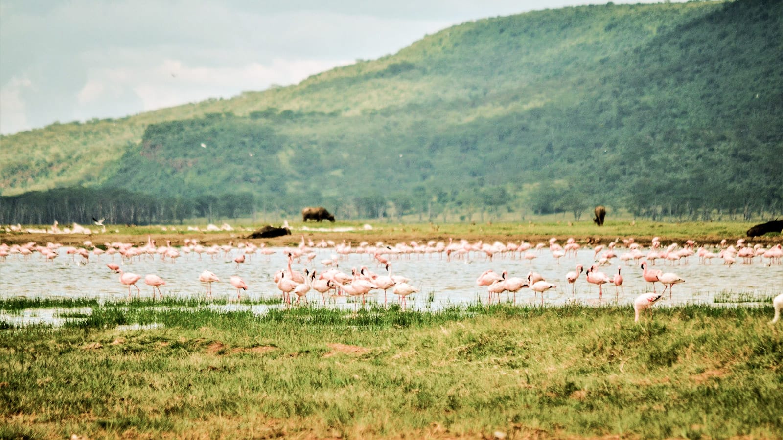 Flamencos  en un safari por el Lago Nakuru