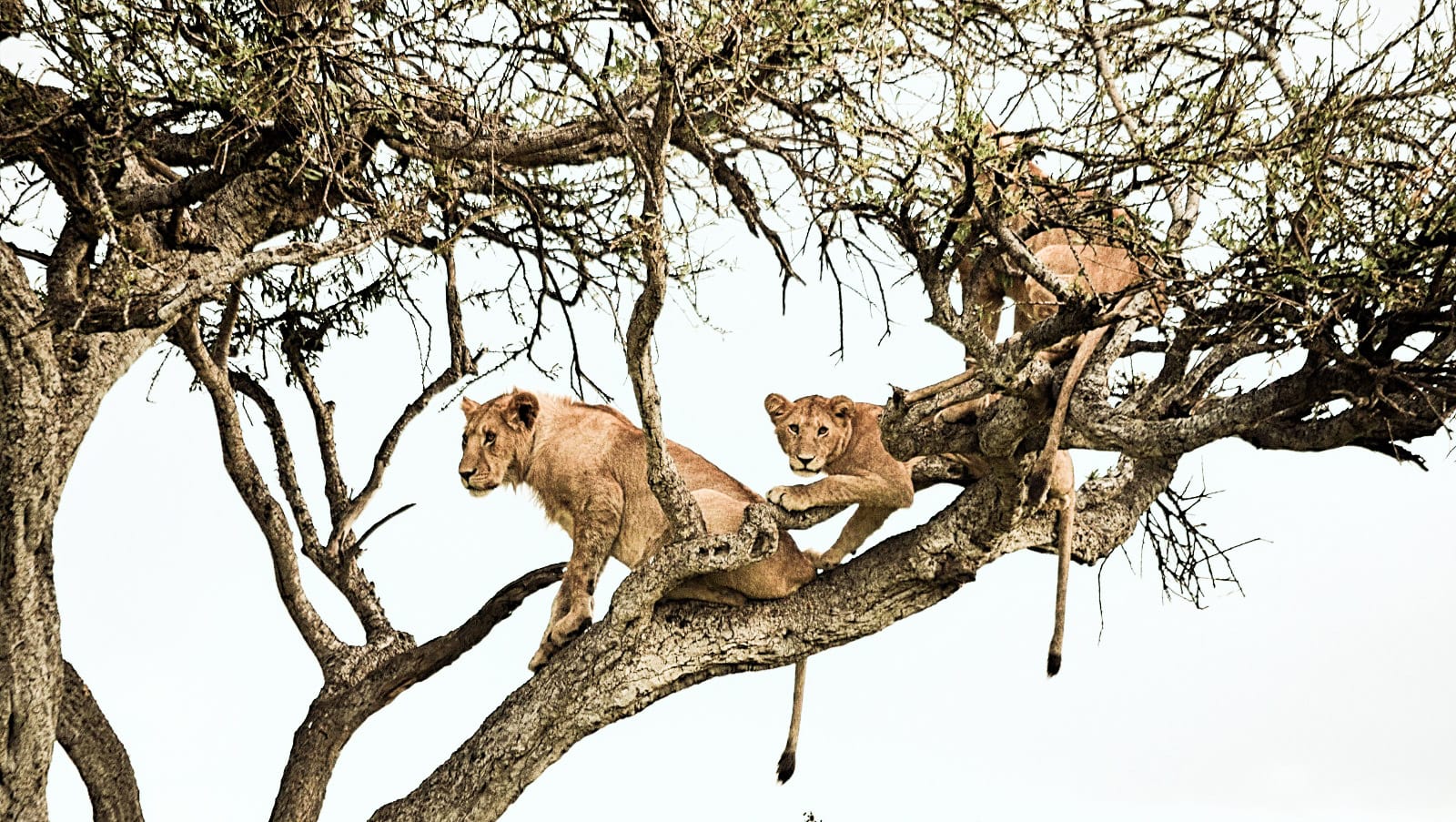 Leones en Mara Samaki Safaris
