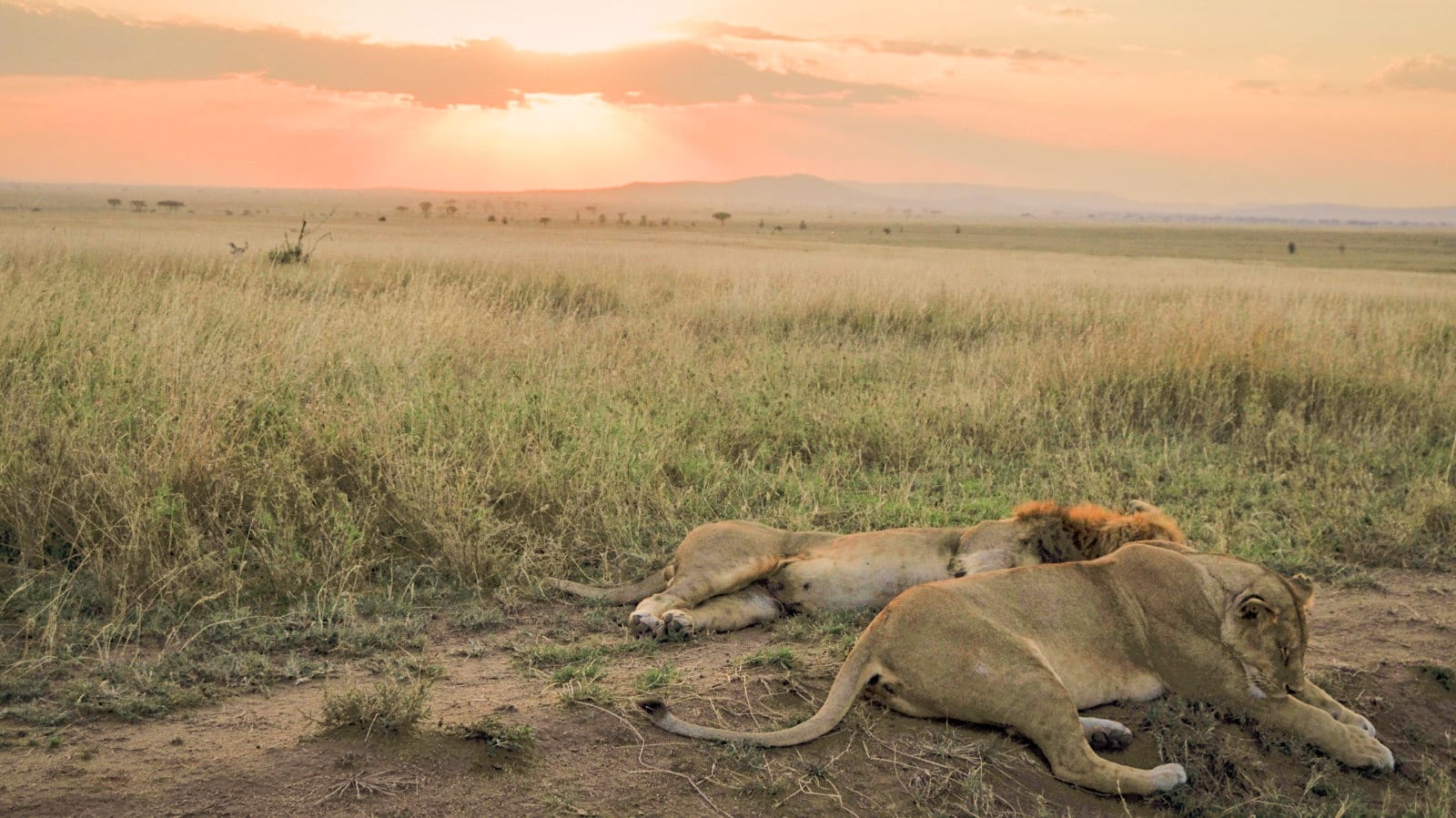Safaris premium y de lujo en el Serengeti Tanzania