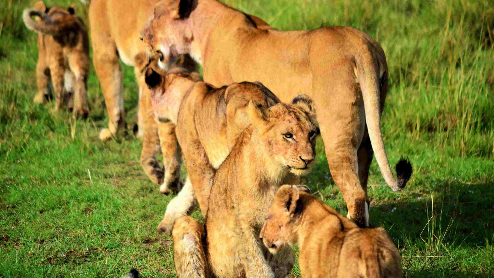 Leones en tour Masai Mara