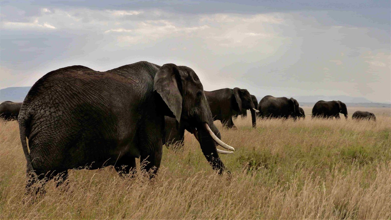 Elefantes Serengeti Tour