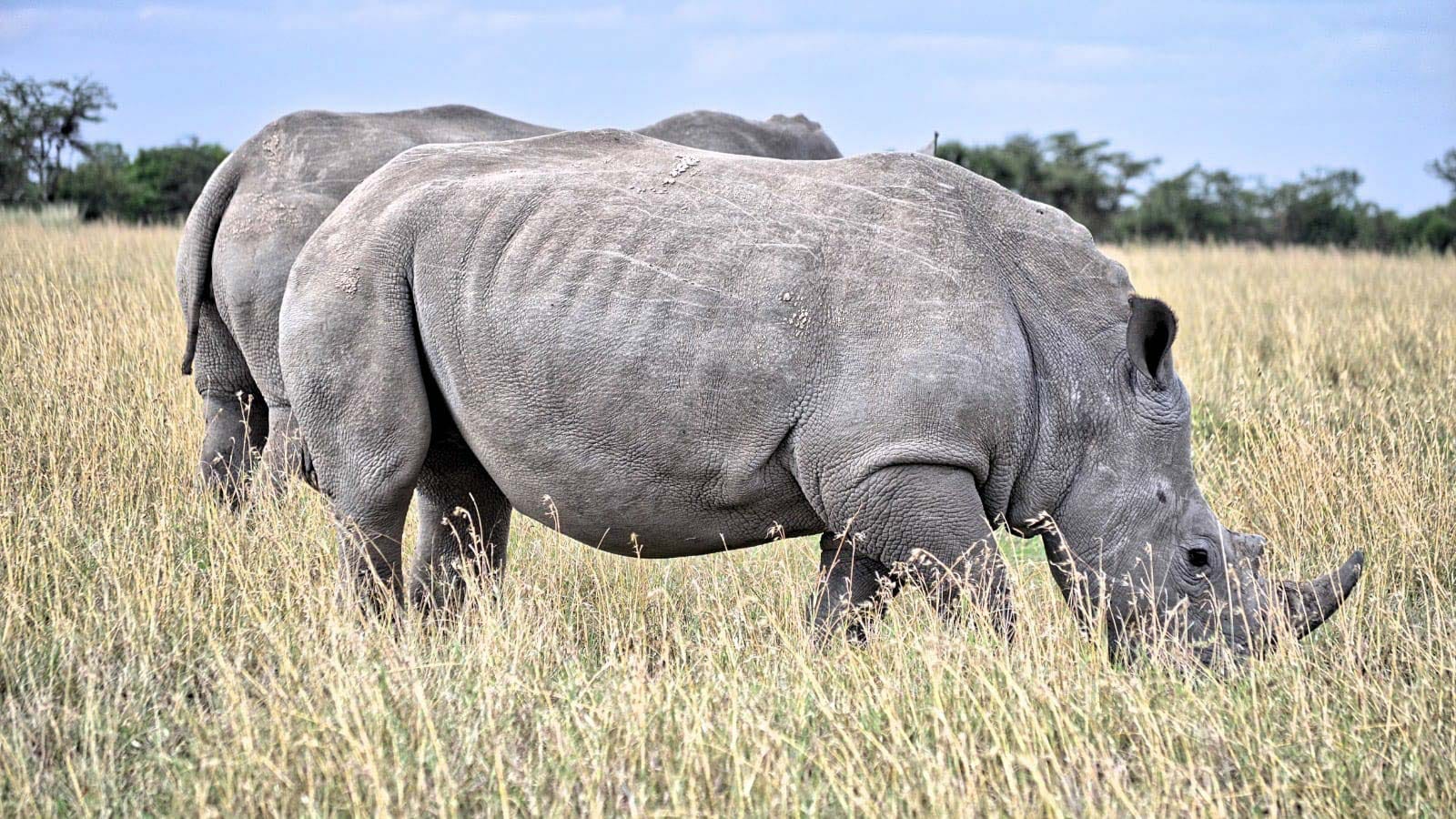ver rinocerontes en Kenia. Nakuru