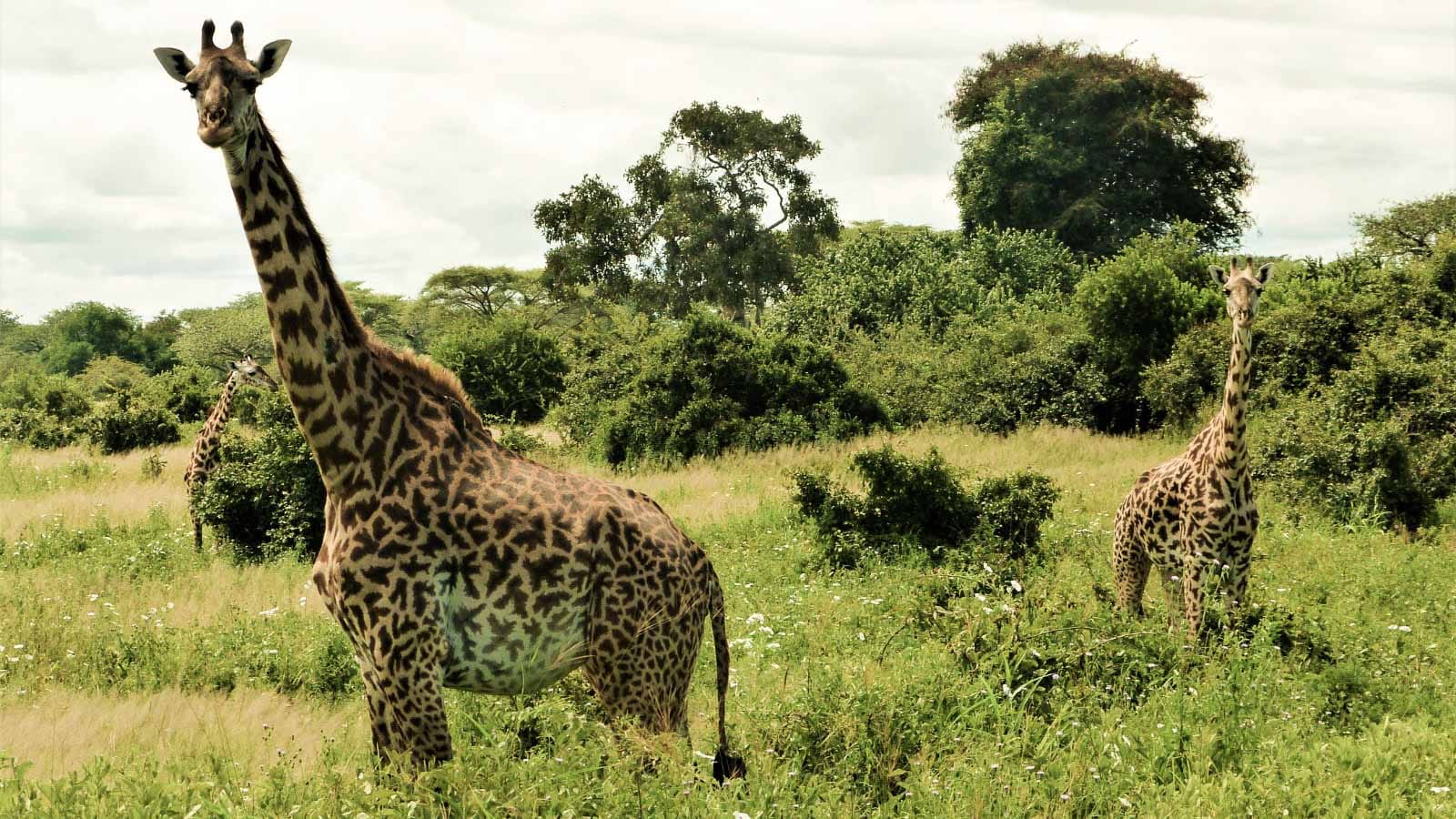 Safaris en el sur de Tanzania