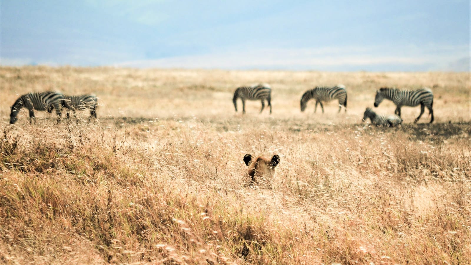 León cazando en  el Ngorongoro