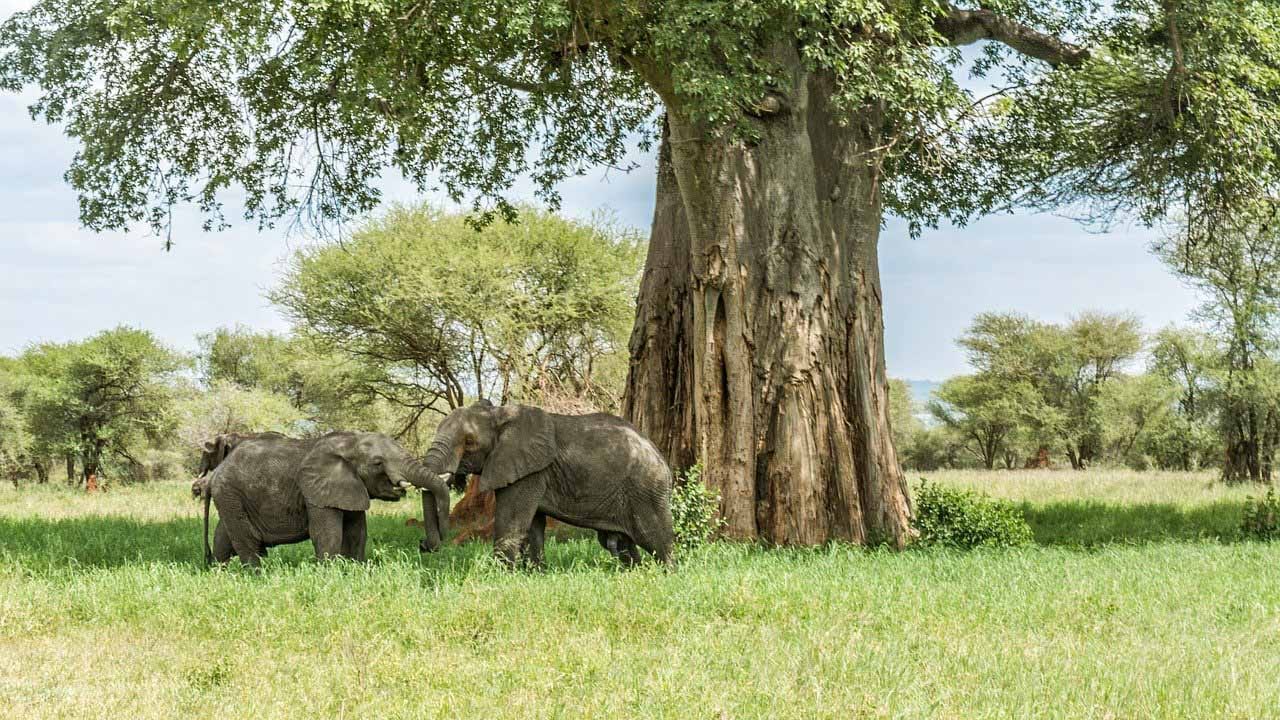 safari y tours especiales en Tanzania
