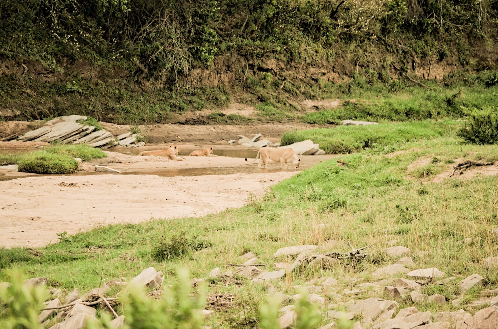 Cachorros  de león en el sand river, Masai Mara