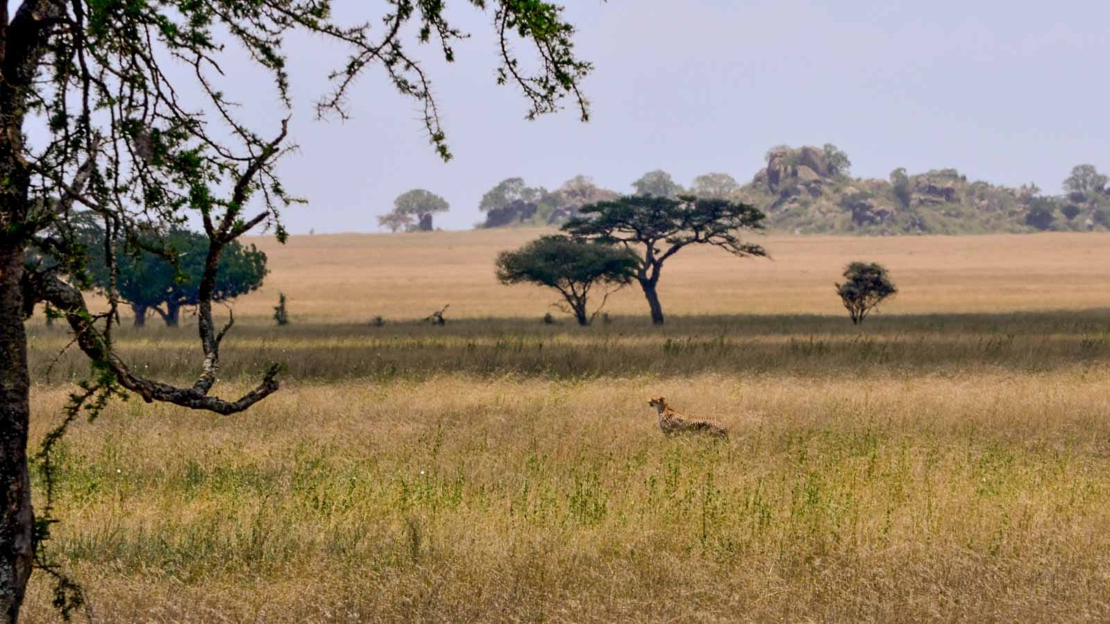 Safari y tours de lujo en el Serengeti, Tanzania