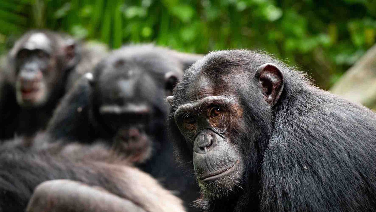 Chimpancé kibale uganda