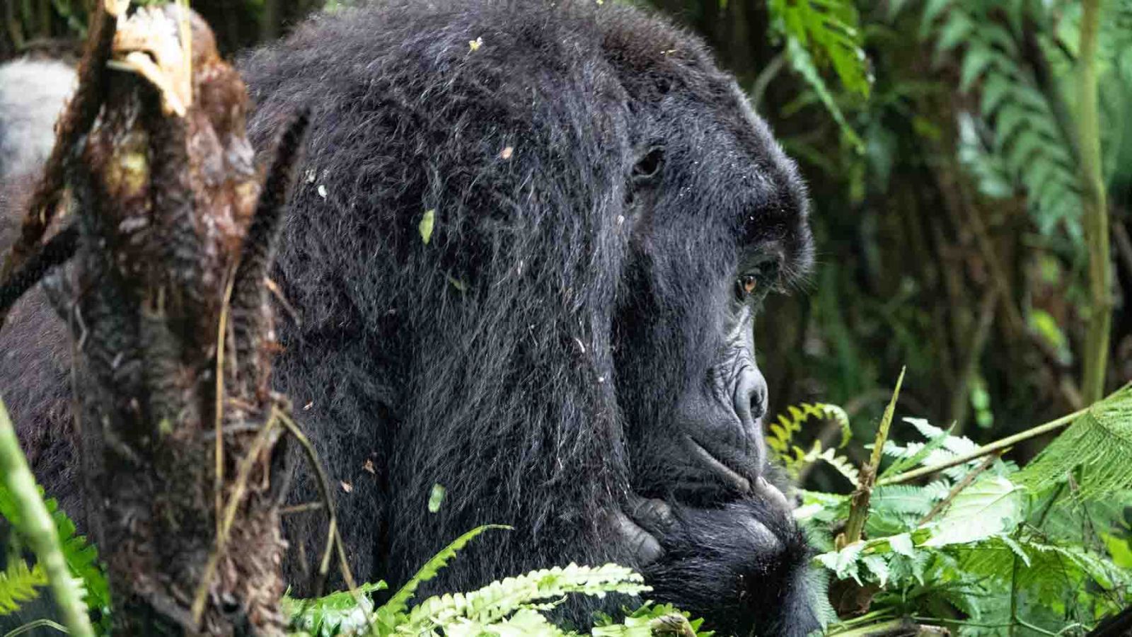 gorilas en Uganda