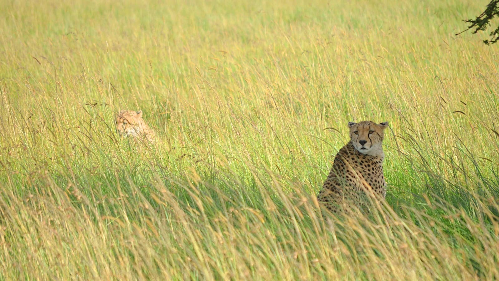 Guepardos en safari por Masai Mara