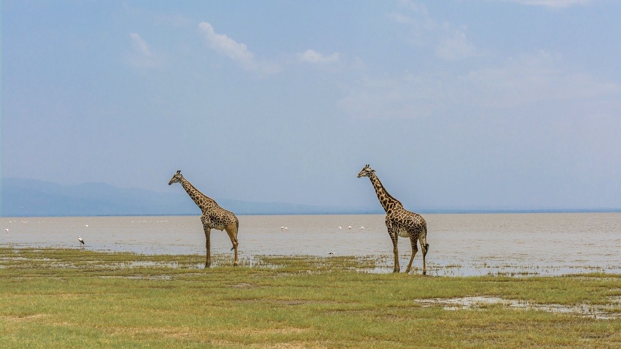 jirafas en tour Manyara National Park