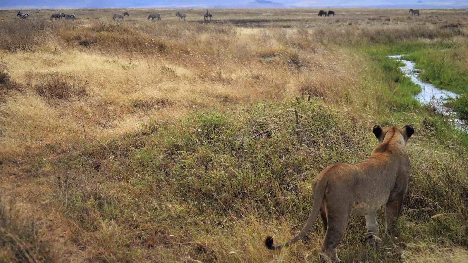 Safaris  en el cráter del Ngorongoro