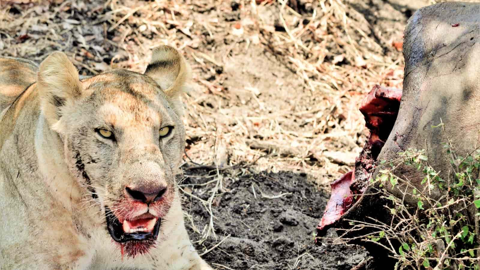 León comiendo en safari en el Serengeti