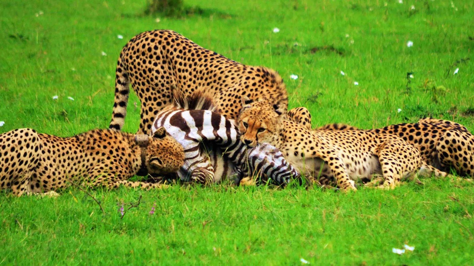 guepardos en un safari en Mara