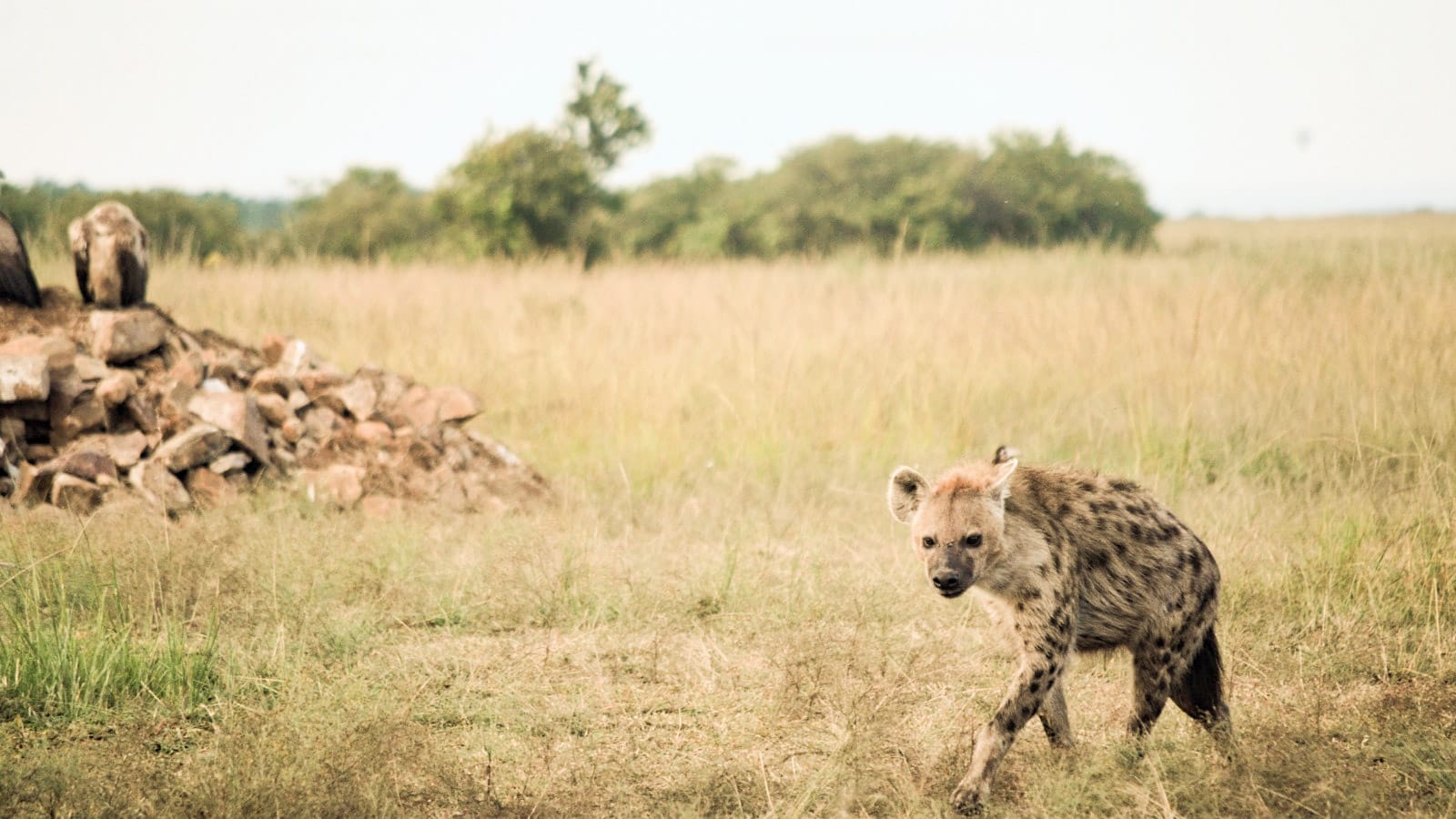 fauna salvaje de Kenia en un safari