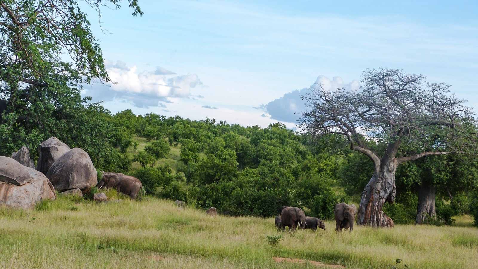 safari en Tanzania, Ruaha