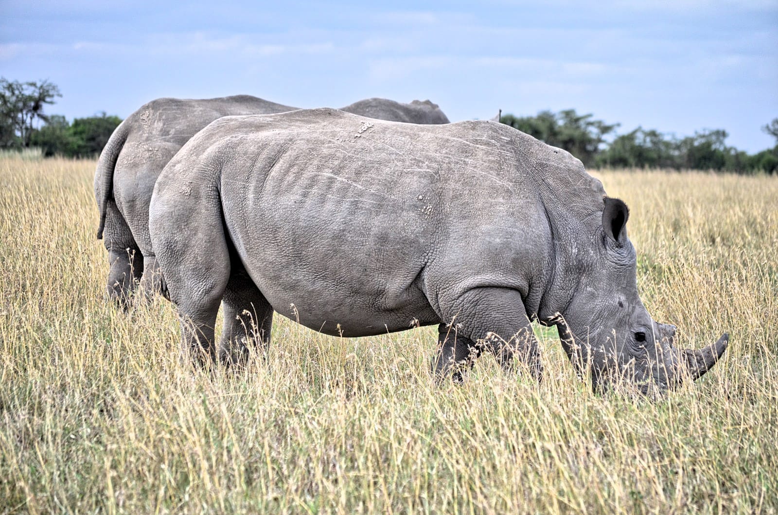 ver rinocerontes en un safari. Lago Nakuru