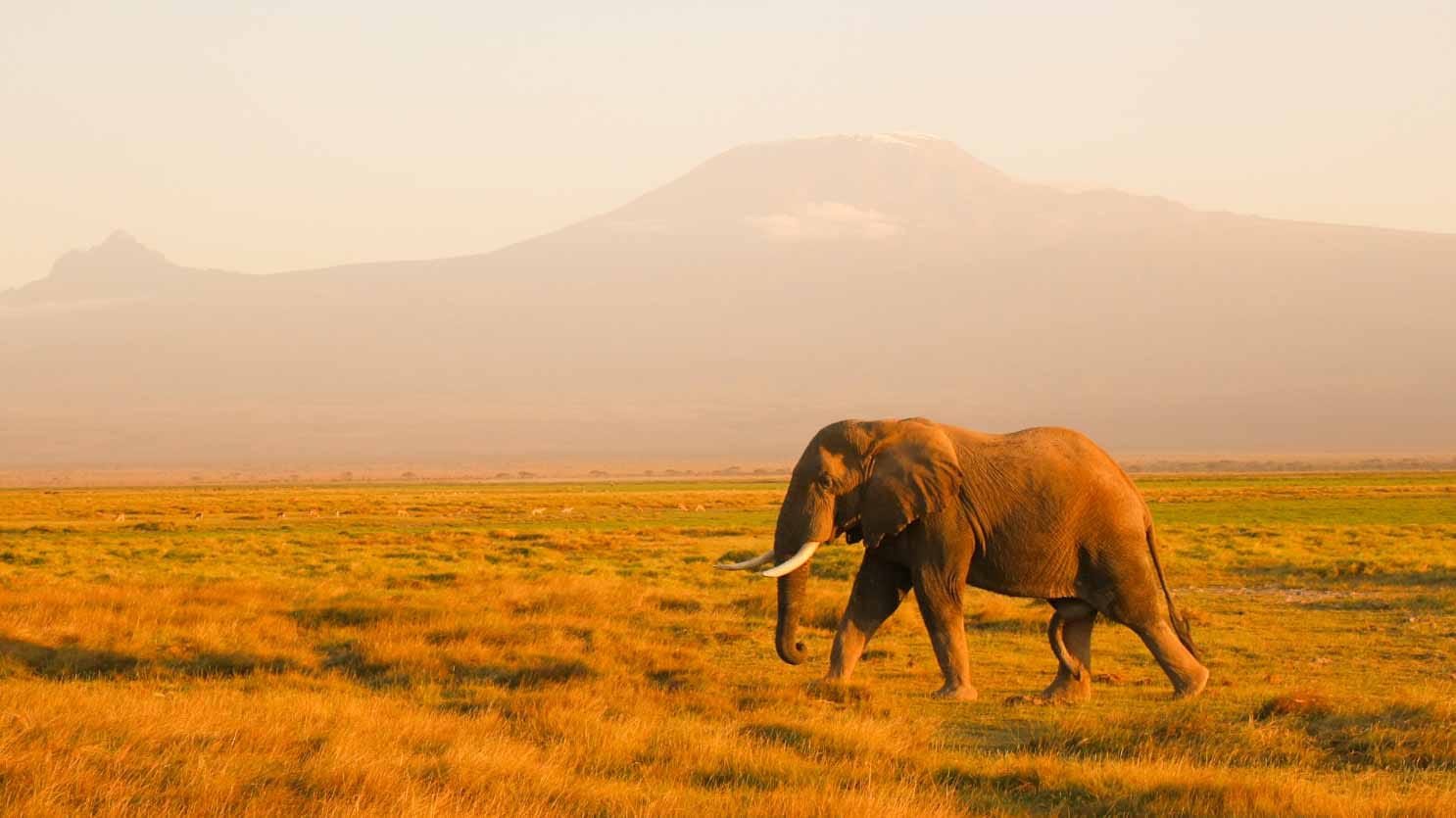 Safari en Amboseli, Kenia