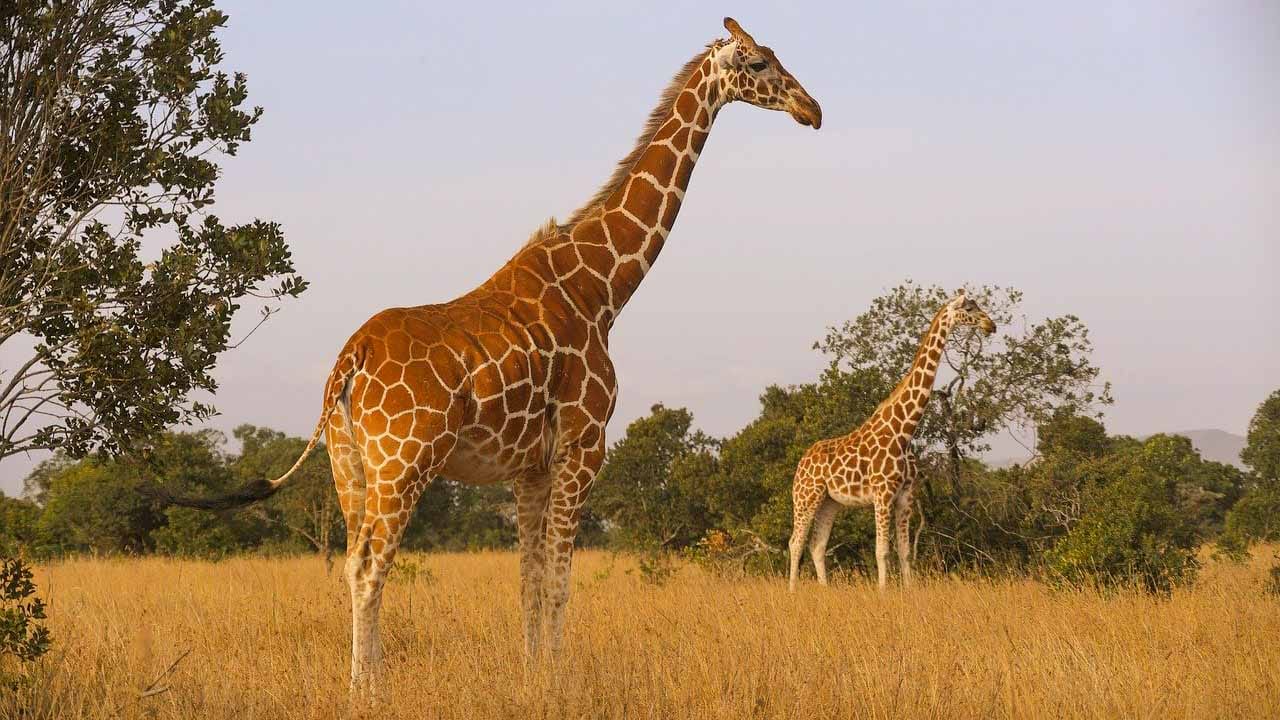 Safaris poco turísticos en Kenia, Samburu